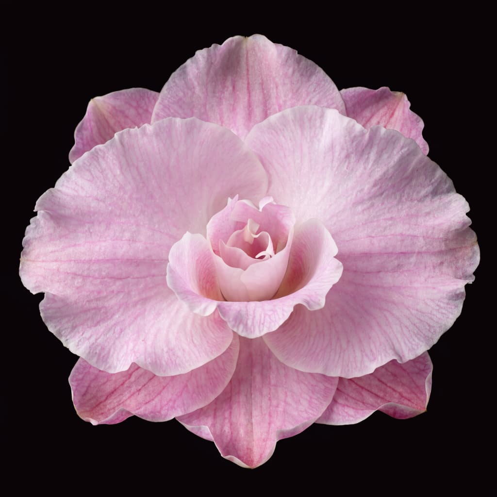 Elegant pink flower representing labiaplasty